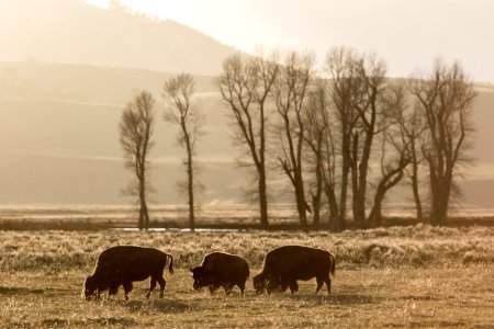 Sunrise & bison, Lamar Valley