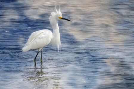 Wildlife white wetland photo