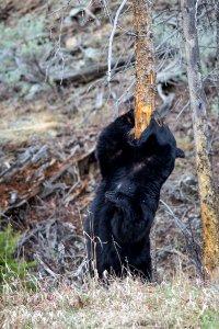 Black bear near Phantom Lake