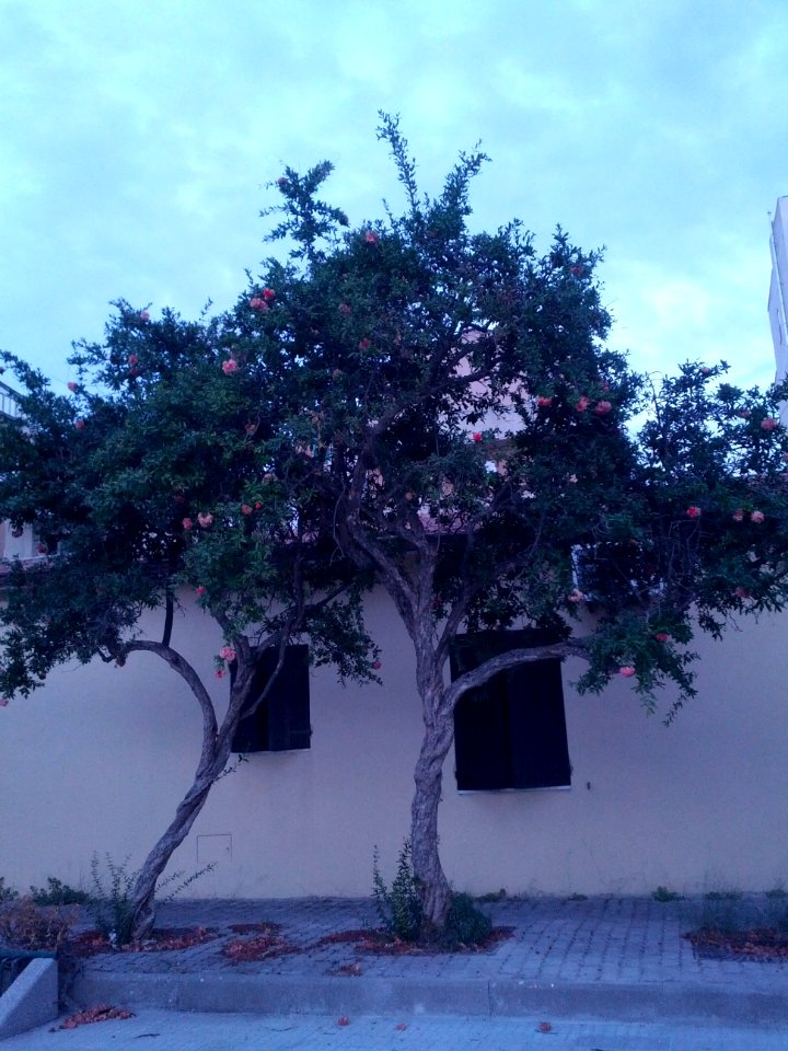 Melograno solo fiori