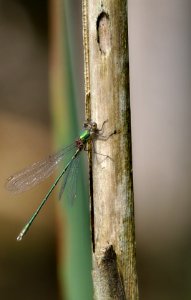 Libellule demoiselle