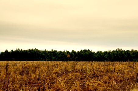 Campito