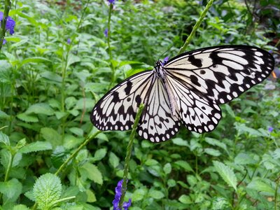 Plant macro collecting nectar