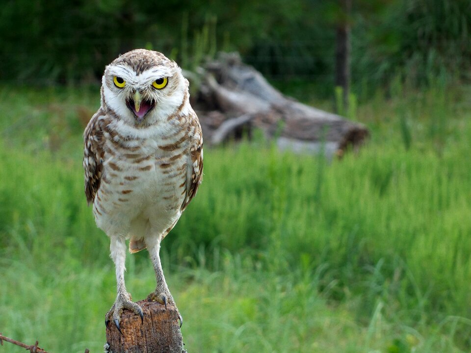 Nature birds wild field