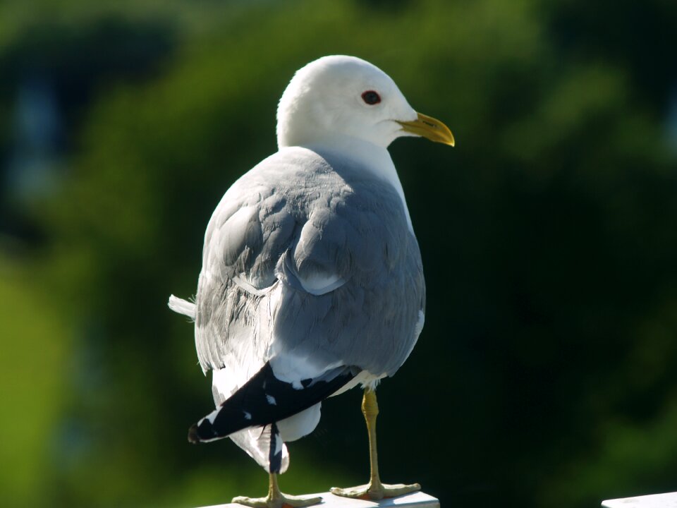 Seevogel close up bird