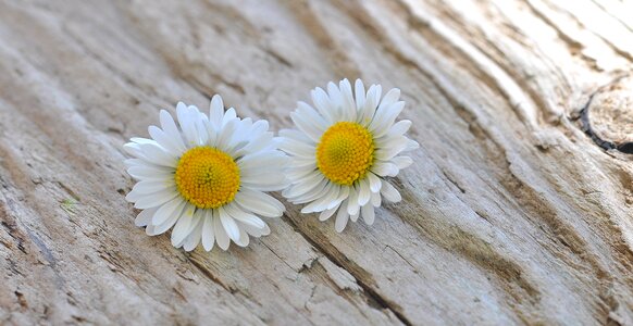 White wood close up photo