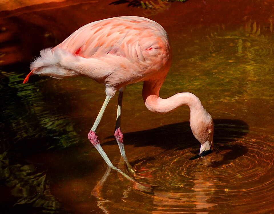 Pink chilean flamingo graceful