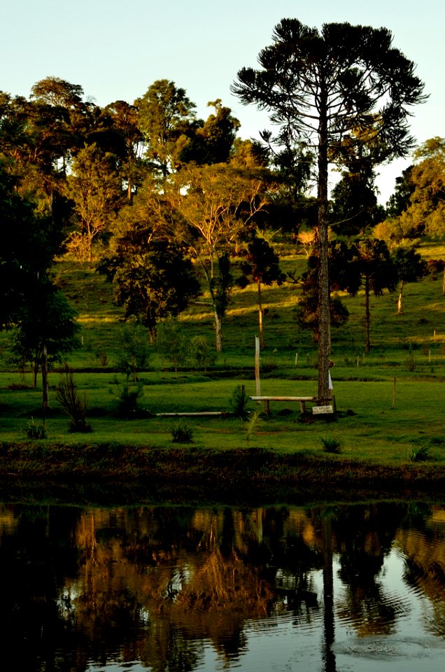  DSC1200