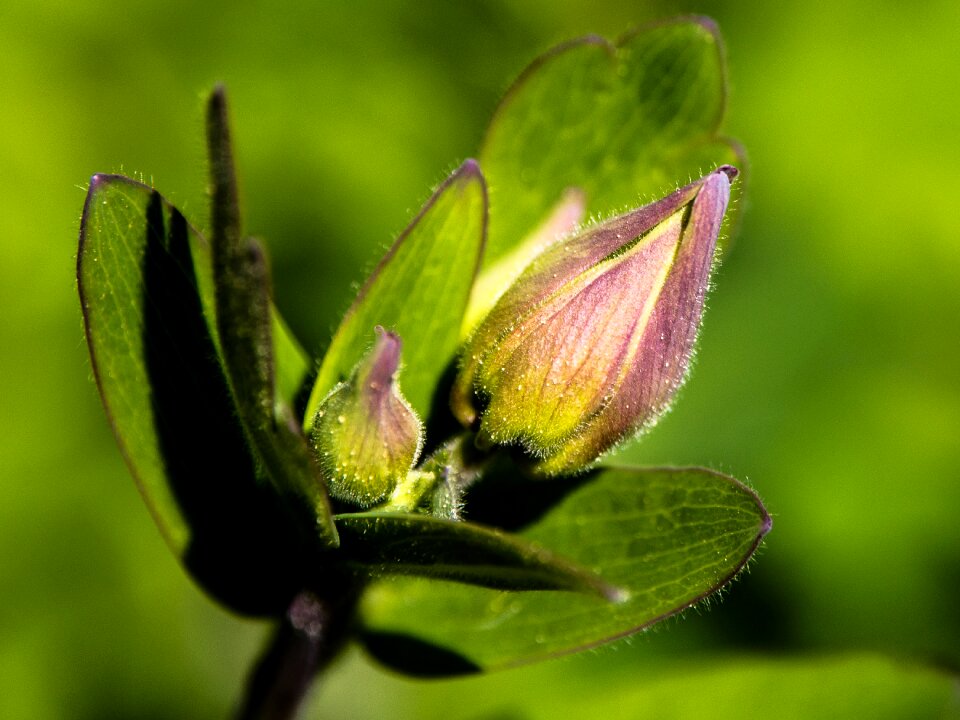 Spring flower plant