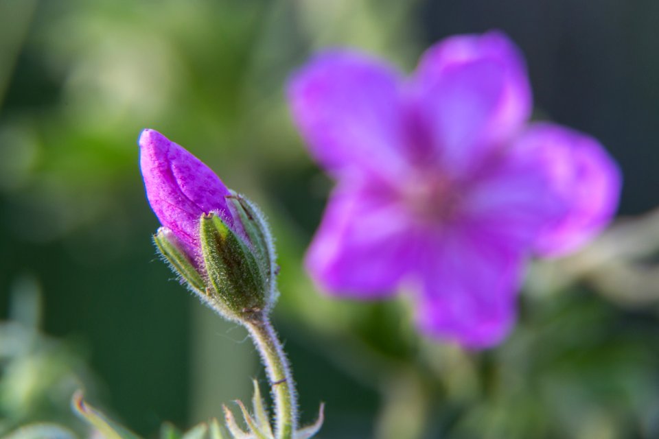 Sticky geranium (Geranium viscosissimum)