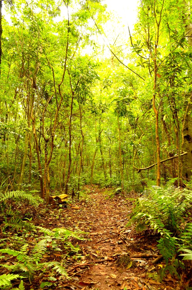 Paseando por la selva misionera