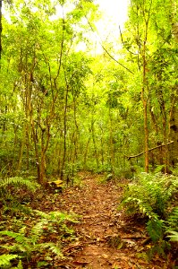 Paseando por la selva misionera