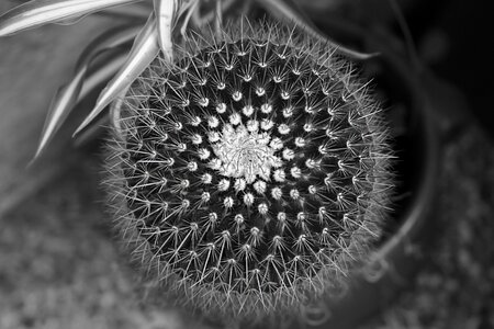 Nature garden botanical