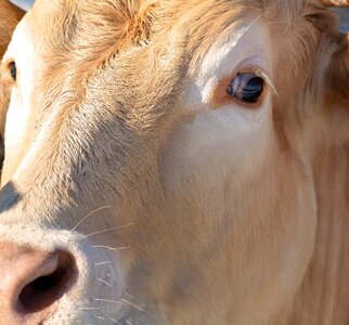 Livestock curious beef
