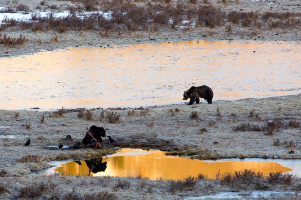 Grizzlies at Blacktail Pond