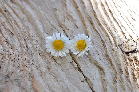 Flowers wood nature