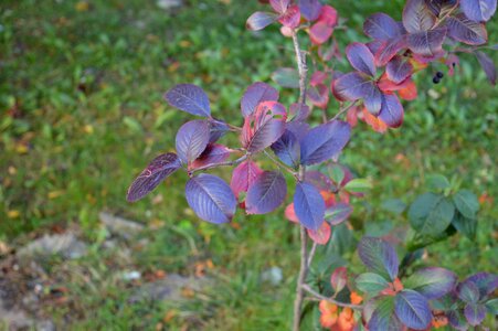 Autumn bush shrub