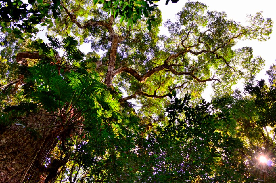 Palo Rosa infinito