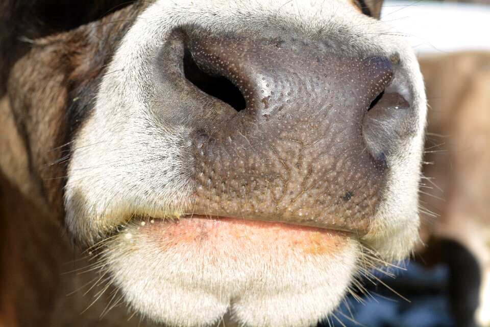 Mammal foot nostrils