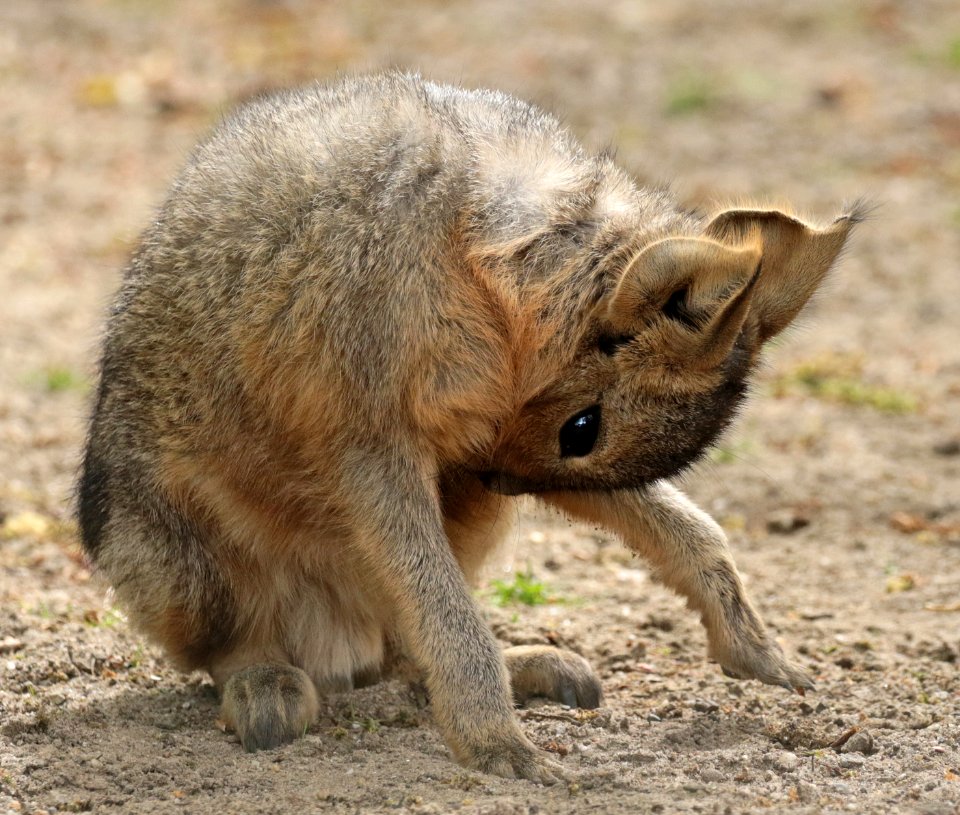 Patagonian hare artis BB2A0695