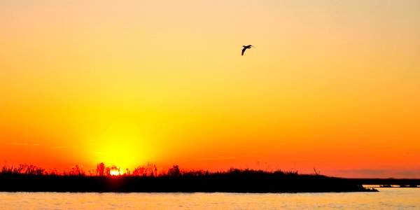 Ave al atardecer en el ibera photo