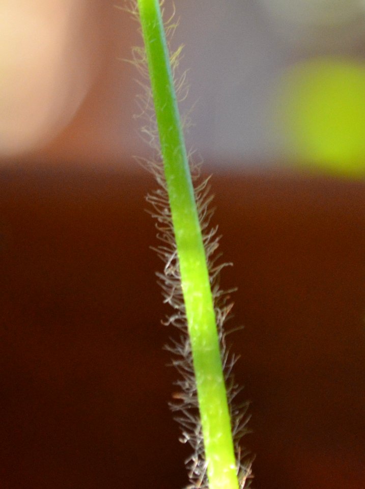 DSC 0851