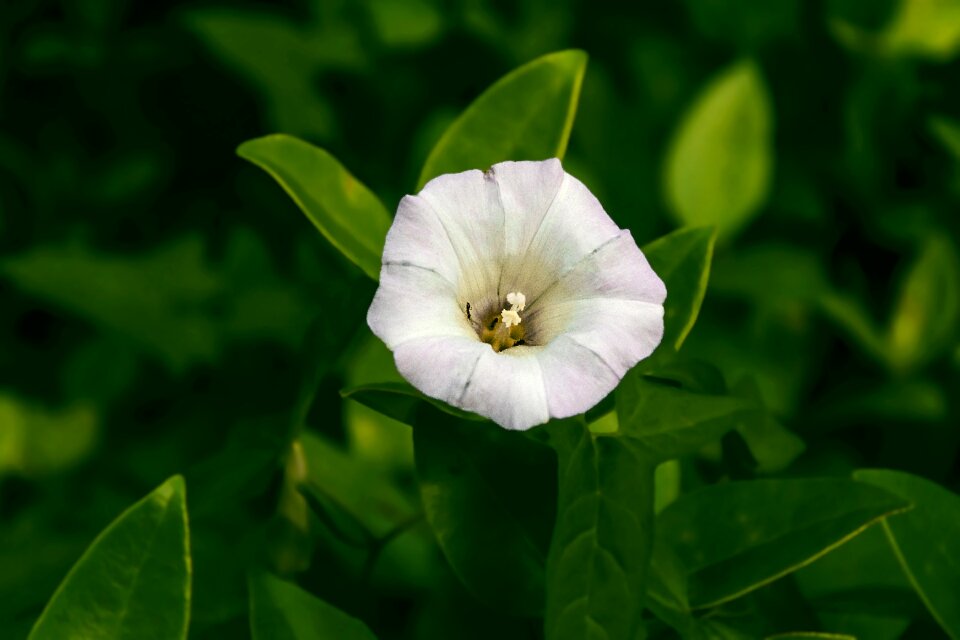 Plant medicinal plants wild flowers