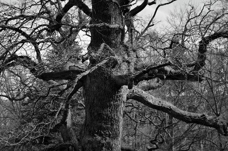 Black white log branches photo