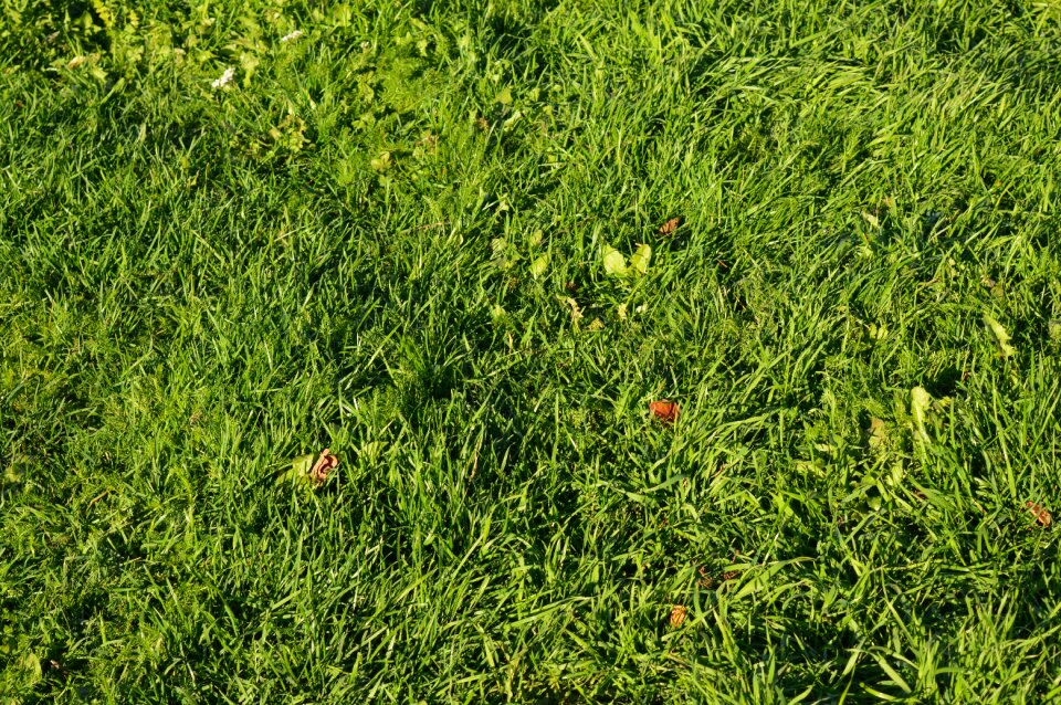 Autumn lawn nestrižennyj