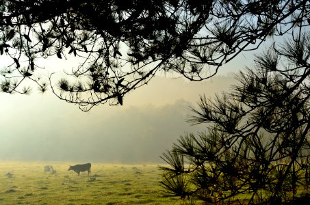 Vaca en la niebla photo
