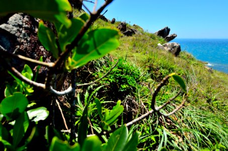 plantas y piedras