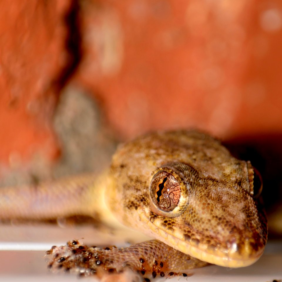 Lagartija