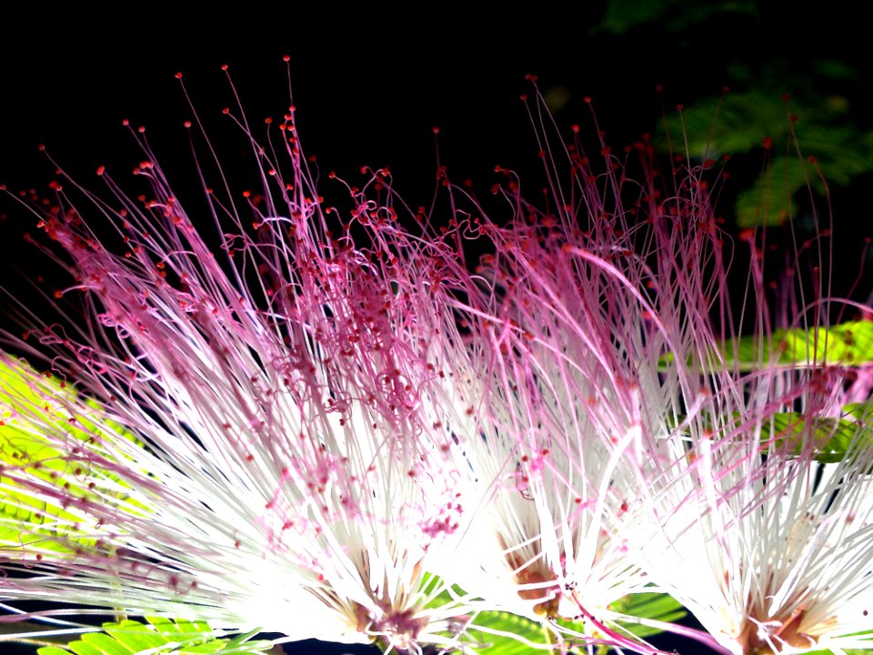 Plumerillo rosado - Calliandra parvifolia