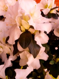 Primavera d'Azalee