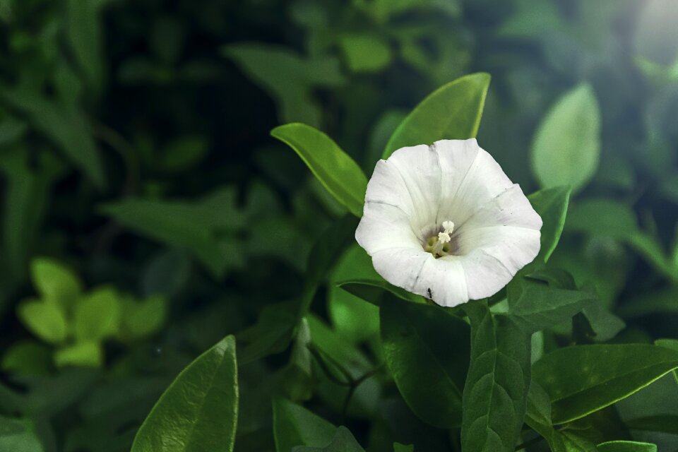 Medicinal plants green natural