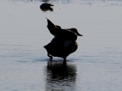 Gadwall photo