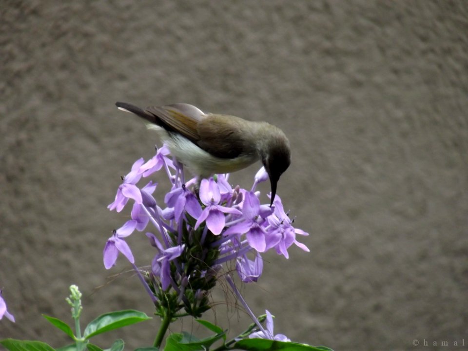 Purple-rumped Sunbird (Female)