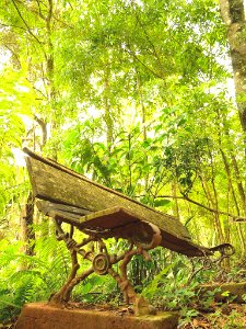 Paseando por la selva misionera