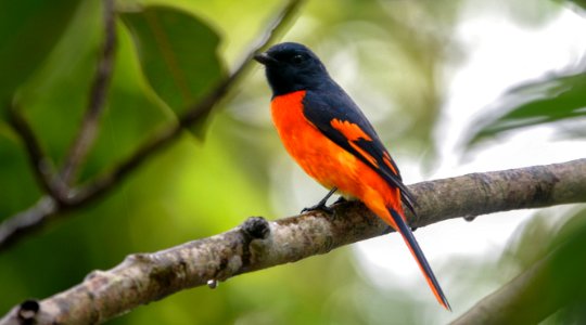 an orange beauty! Mandagadde Bird Sanctuary