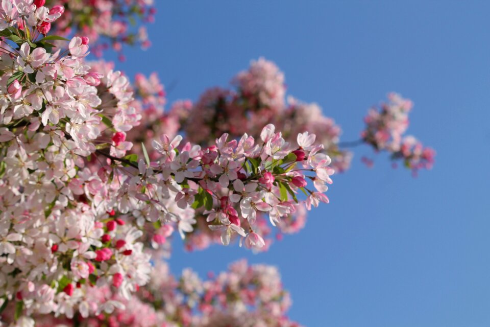 Sky white pink photo