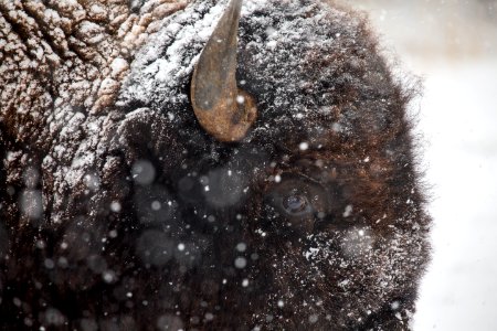 Bison in snow, Mammoth Hot Springs photo