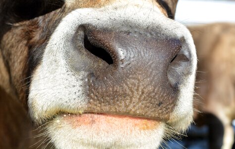 Mammal foot nostrils