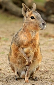Patagonian hare artis BB2A0583 photo