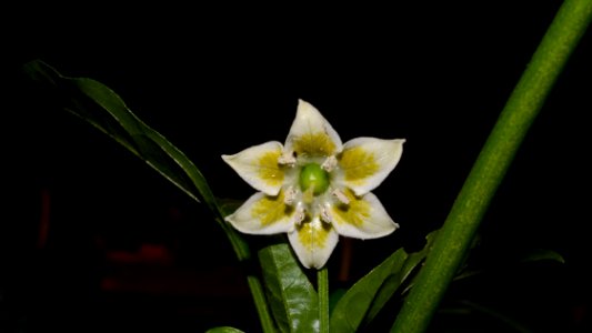 florcita