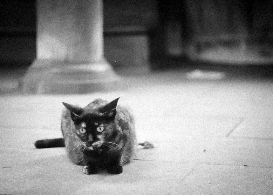 Cat at Kawagoe9.jpg