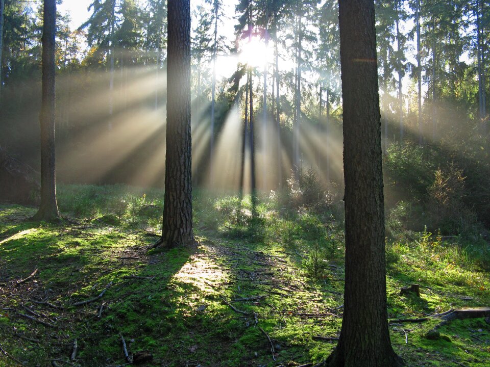 Shadow sun needles