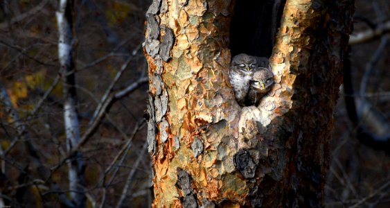 little owlets! ranthambore national park!