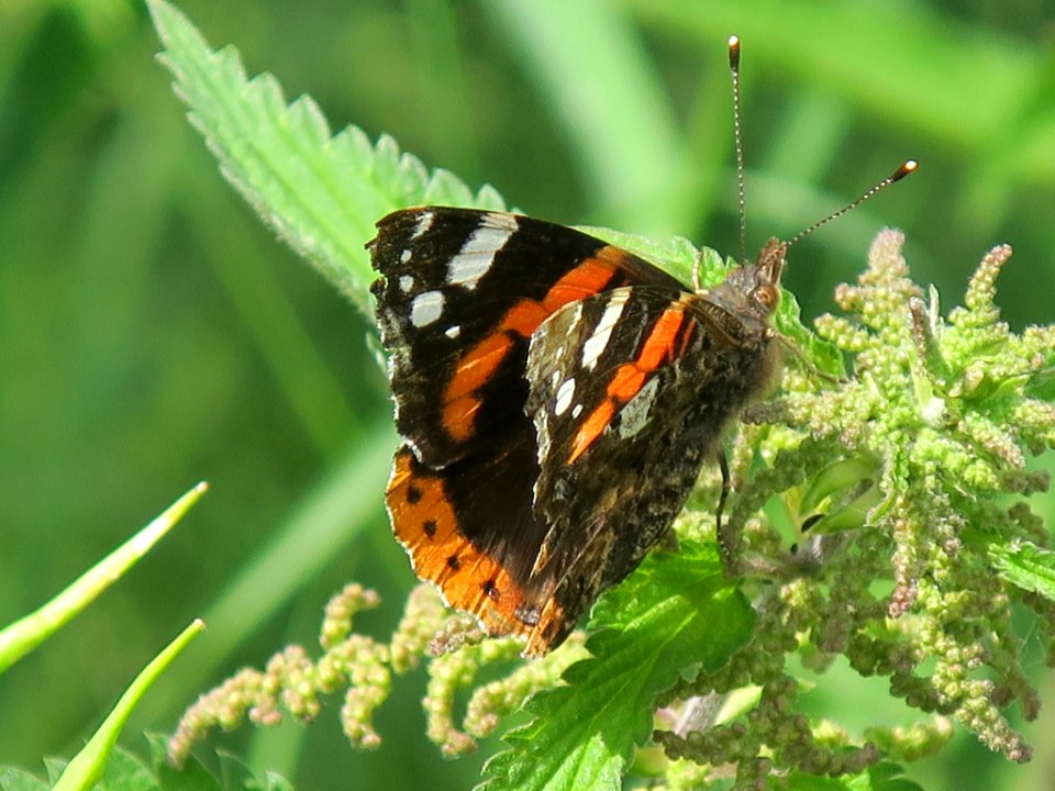 Bloemen insecten 2019 Rotterdam