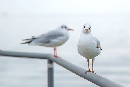 Sitting seagull sea