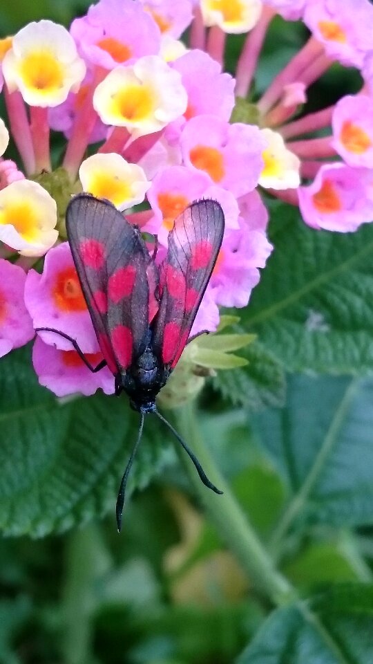 Insect black red